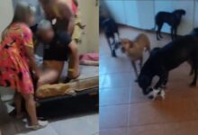 Bombeiros foram acionados para ajudar no resgate (Imagens: Reprodução)