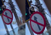 Gambá foi flagrado sobre uma placa de trânsito na Avenida Engenheiro Portela, no Centro de Anápolis. (Foto: Reprodução/Instagram @erikasoares_8)