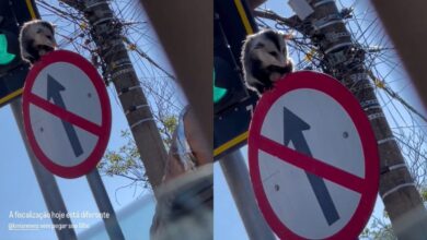 Gambá foi flagrado sobre uma placa de trânsito na Avenida Engenheiro Portela, no Centro de Anápolis. (Foto: Reprodução/Instagram @erikasoares_8)
