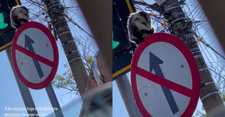 Gambá foi flagrado sobre uma placa de trânsito na Avenida Engenheiro Portela, no Centro de Anápolis. (Foto: Reprodução/Instagram @erikasoares_8)