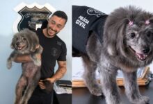 Por quase 15 anos, companheira de quatro patas levou leveza à rotina dos servidores e ajudou em ações externas. (Foto: Reprodução)