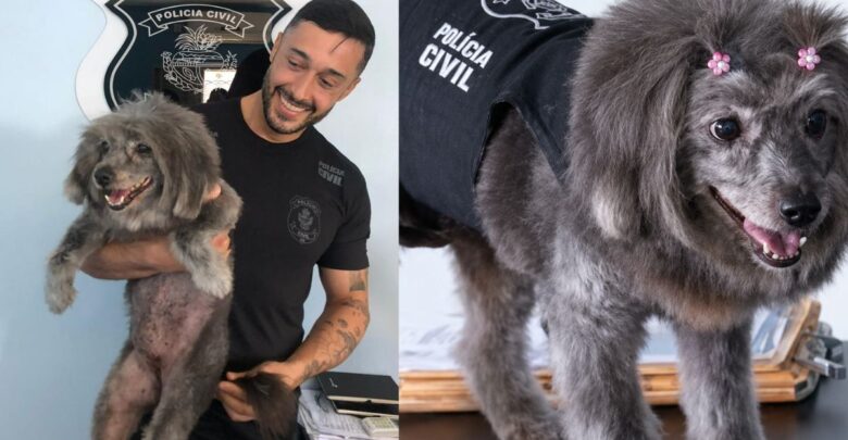 Por quase 15 anos, companheira de quatro patas levou leveza à rotina dos servidores e ajudou em ações externas. (Foto: Reprodução)
