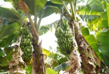 Anápolis produziu 27.745 toneladas de banana em 2025 e ficou na primeira posição em Goiás. (Foto: Reprodução/Prefeitura de Anápolis)