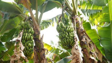 Anápolis produziu 27.745 toneladas de banana em 2025 e ficou na primeira posição em Goiás. (Foto: Reprodução/Prefeitura de Anápolis)